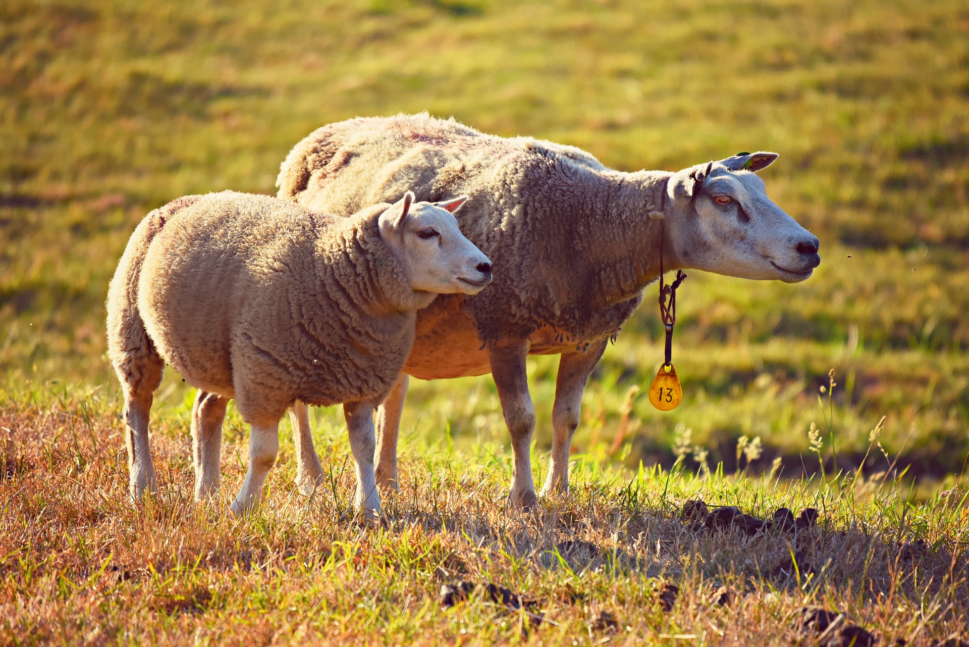 élevage mouton