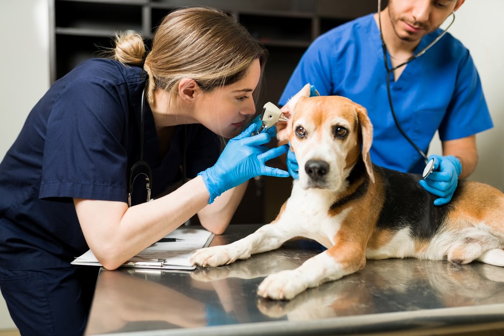 Dans quel cas faut-il consulter un vétérinaire pour votre animal de compagnie 