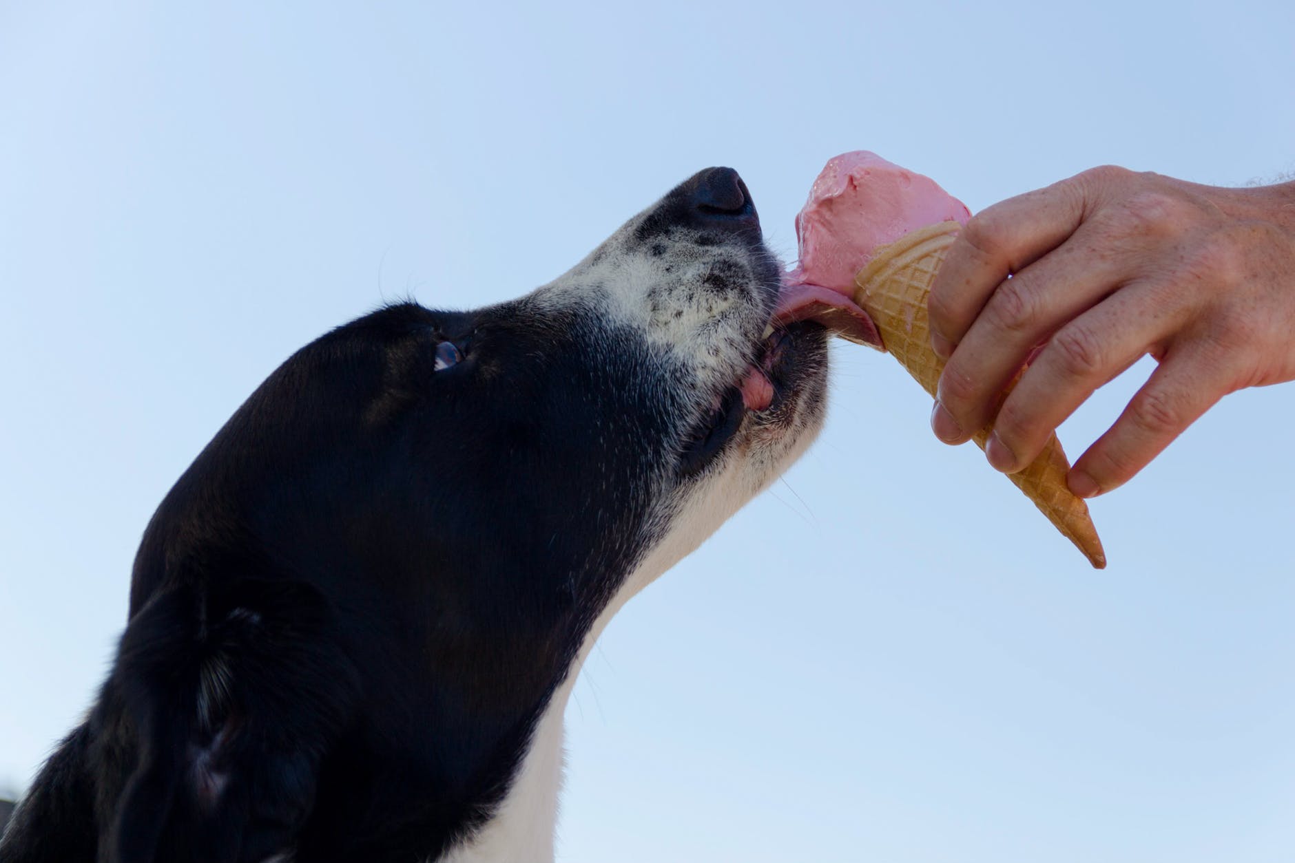 alimentation chien