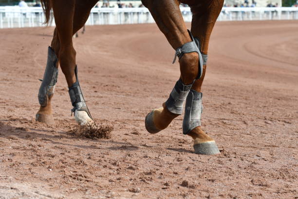 protection pied de cheval