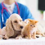 Quand et pourquoi consulter un vétérinaire