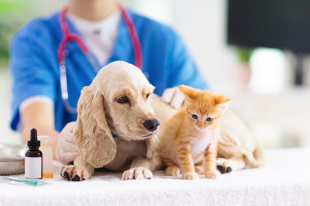 Quand et pourquoi consulter un vétérinaire