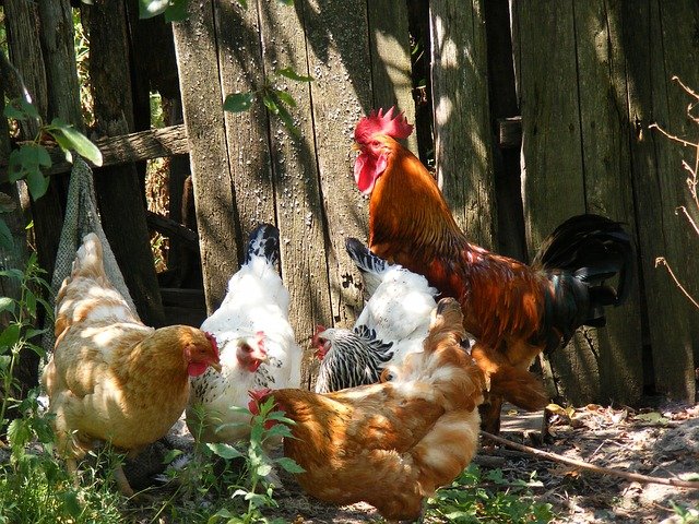 Quels sont les avantages d'élever des poules ?