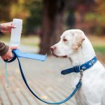 Technique de dressage chien 5 techniques à connaître