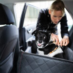 Quelles sont les consignes pour transporter un chien en voiture