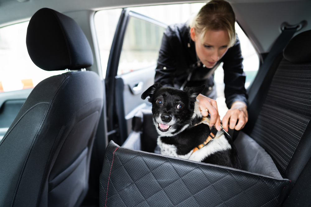 Quelles sont les consignes pour transporter un chien en voiture