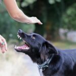 Comment gérer un chien agressif ?